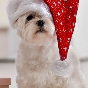 Meet your Posher, Desmond